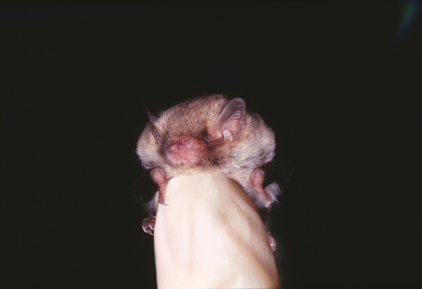 Lindy lumsden little forest bat on thumb with glove 4800