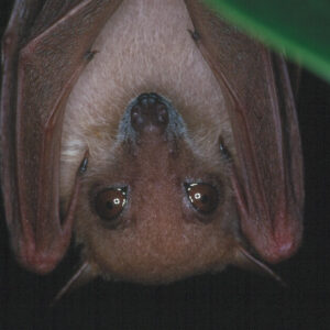 Long tongued nextar bat. Credit lindy lumsden