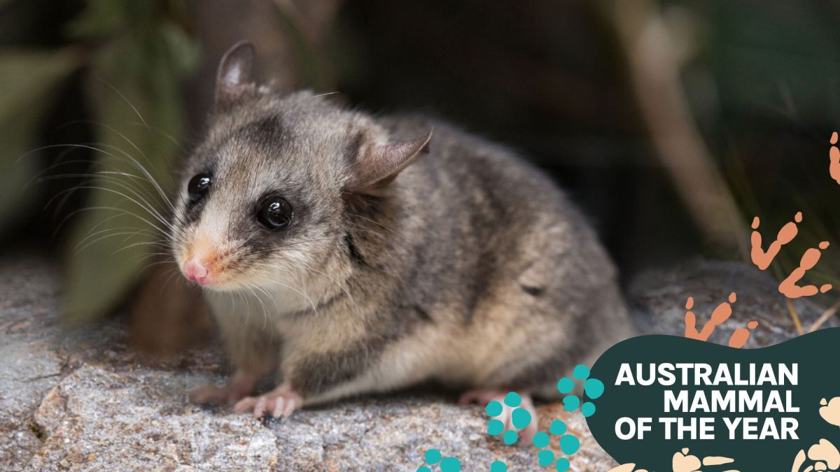 Baby Pygmy Possum