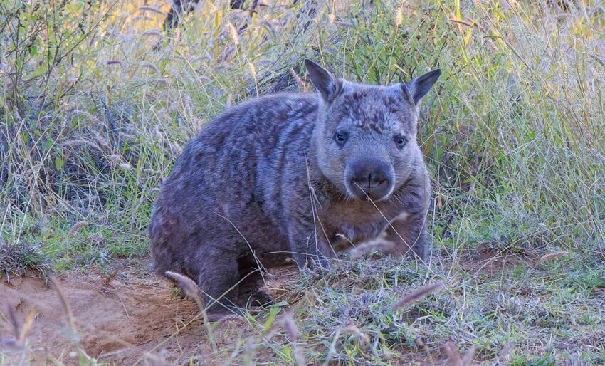 Northern hairy nosed wombat c donovan klein epping 1 1