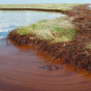 Oil from the deepwater horizon disaster coats shoreline