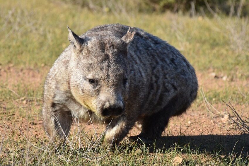 Shannon kleemann. An adult southern hairy nosed wombat on the move.