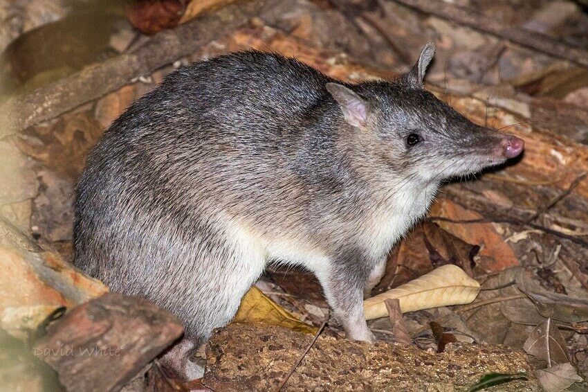 Southern long nosed bandicoot. Credit david white some rights reserved cc by nc via inaturalist 1
