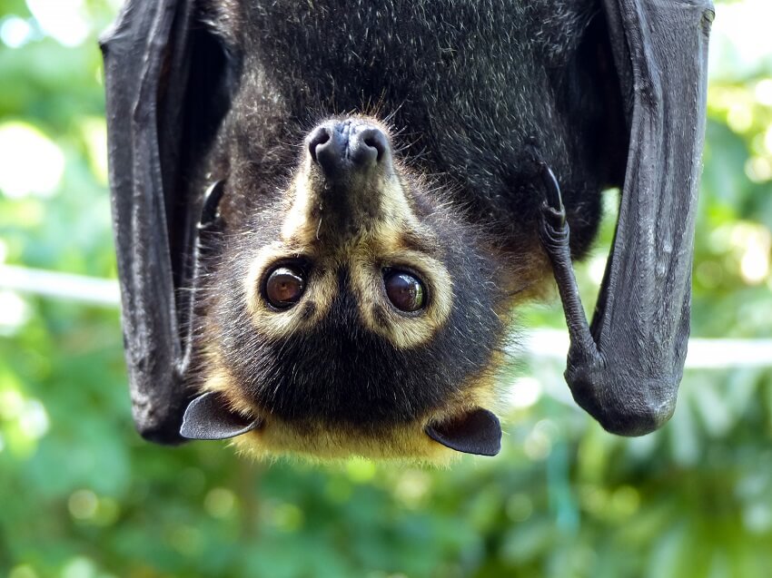 Spectacled-flying fox, mammal