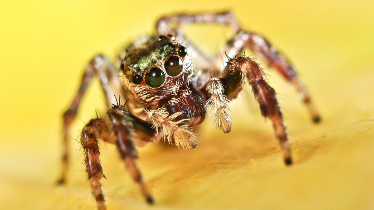 Do spiders dream? Spiders may have a REM sleep-like state