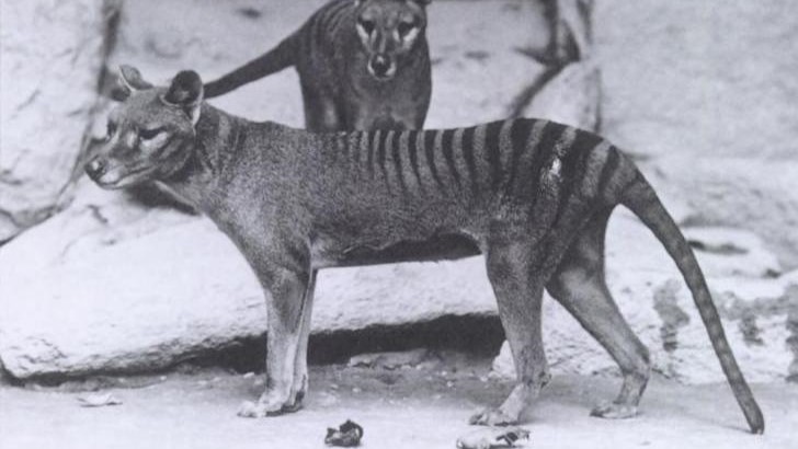 thylacine-in-zoo-1902
