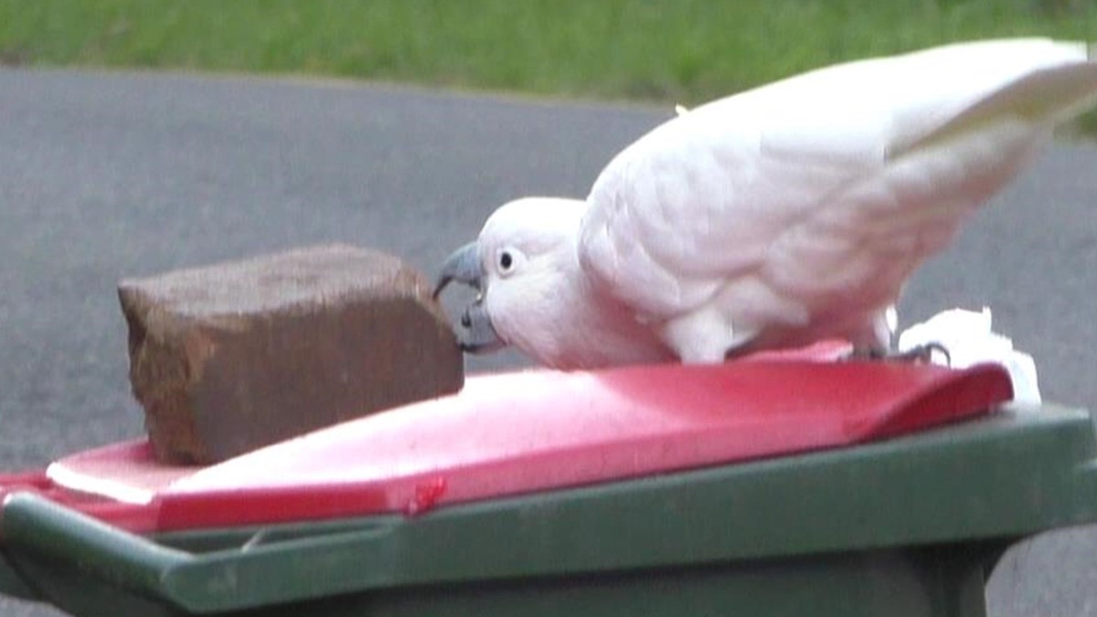 cockatoos-teach-each-other-to-open-bins-and-humans-are-sharing