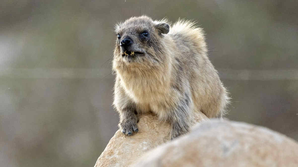 Rock hyrax males with rhythm more likely to find a mate