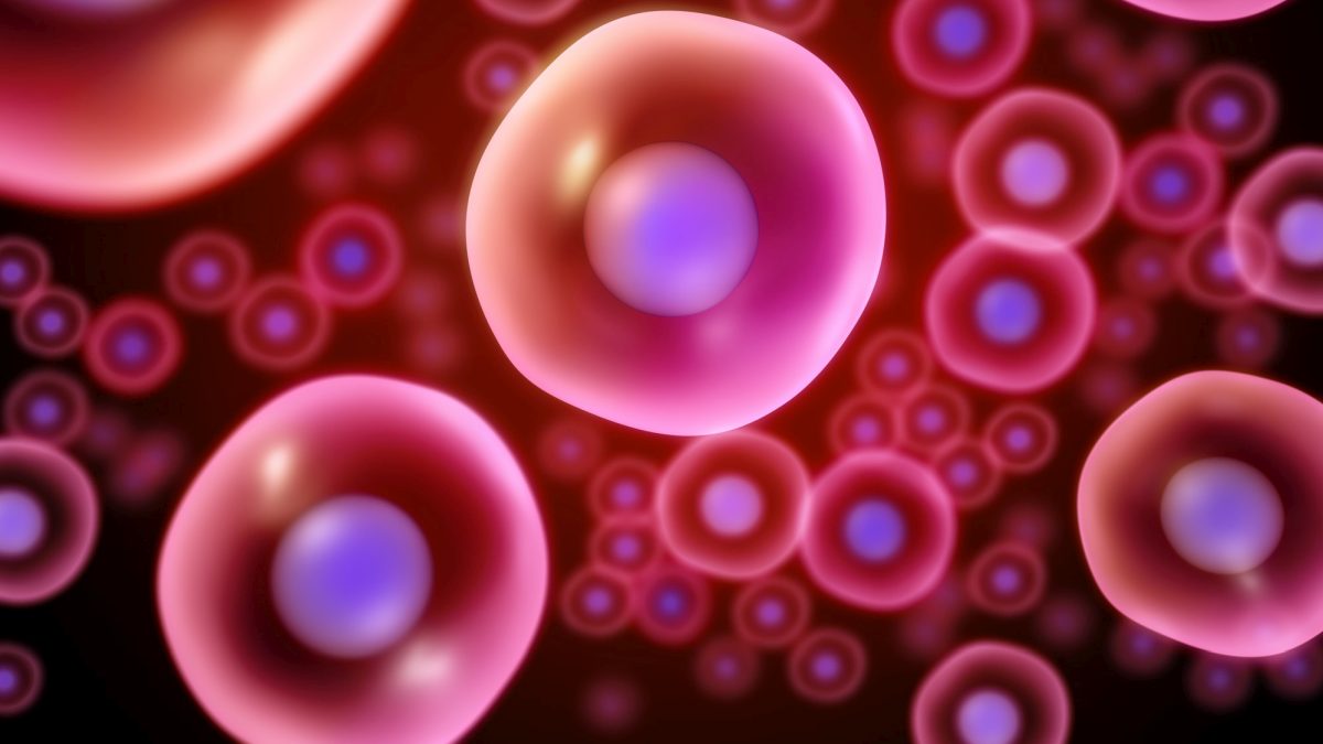 Immune System Plays Crucial Step in Creating Blood Stem Cells