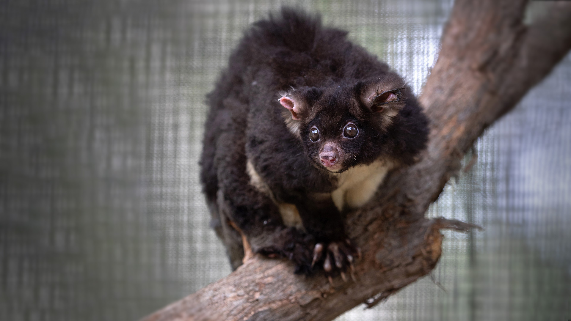 Threatened Species Meaning In Hindi