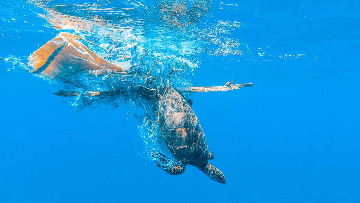 Shocking amounts of fishing gear wreak havoc on our oceans