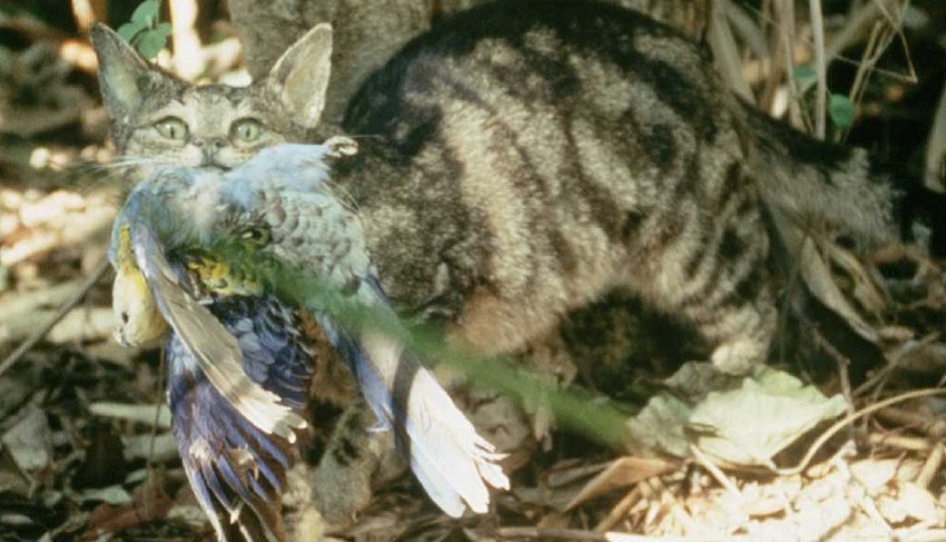cats-versus-quolls