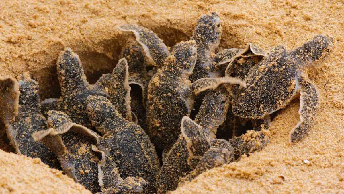 Photo of Las tortuguitas esperan en el nido para poder irse todas juntas
