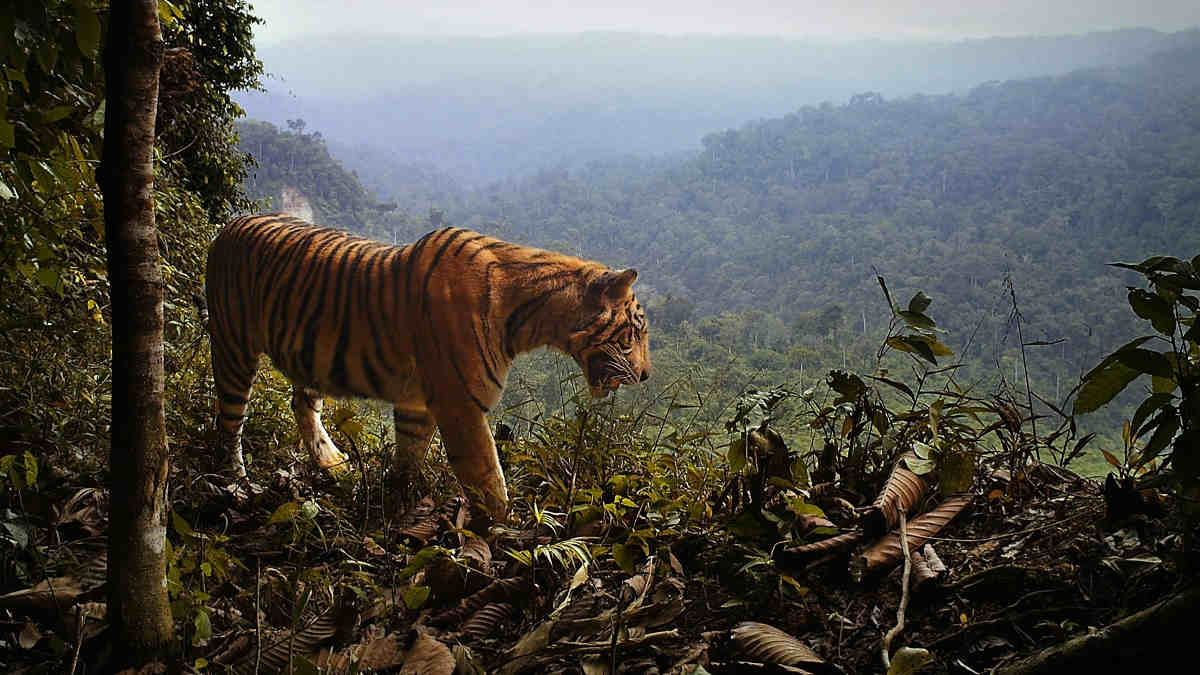 Asian animals bucking extinction, thrive alongside humans