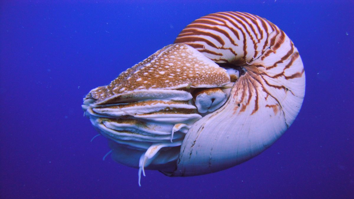 Can the nautilus survive humanity?