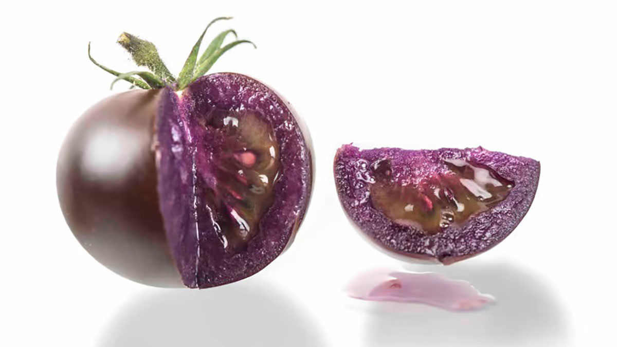 The US might soon release a purple GM tomato. Is Aus next?