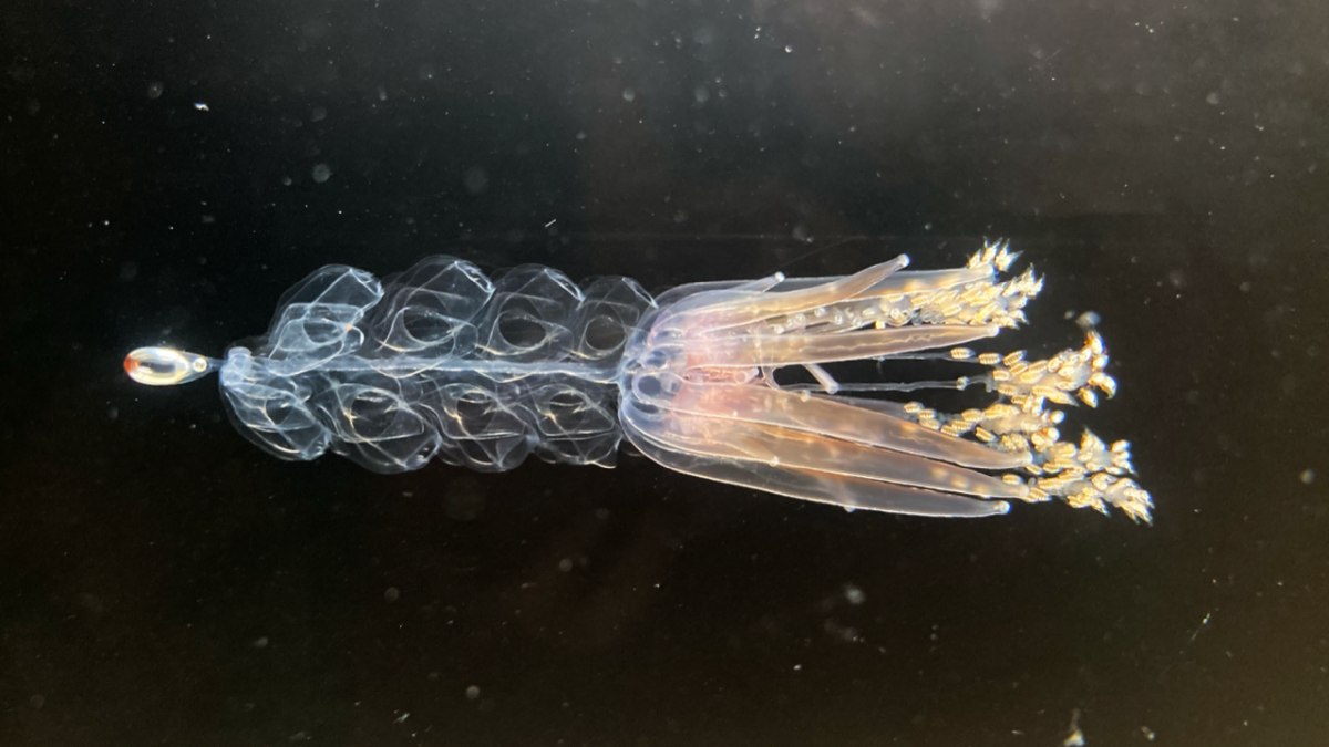 https://cosmosmagazine.com/wp-content/uploads/2022/11/Nanomia-bijuga-a-marine-animal-related-to-jellyfish-swims-via-jet-propulsion.-Credit-the-Sutherland-Lab.-1200.jpg