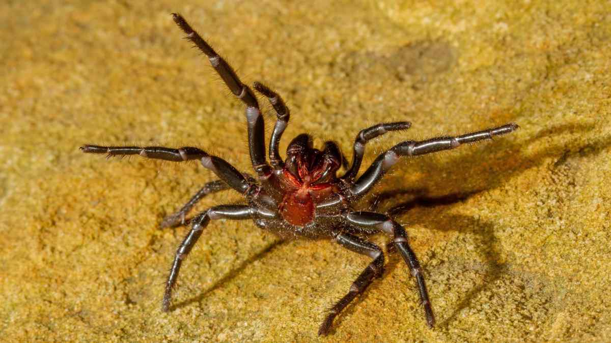 funnel web spiders ground florida