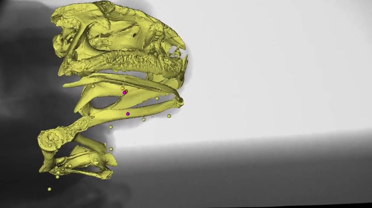 Watch a horrifying X-ray video of a cane toad eating