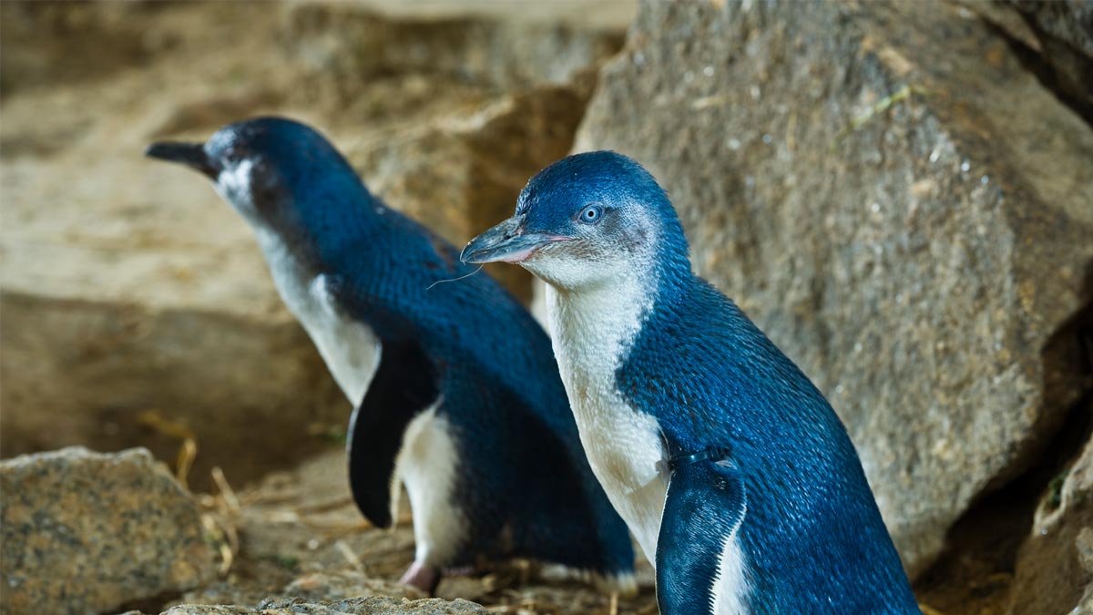 Are little penguins in a big decline?