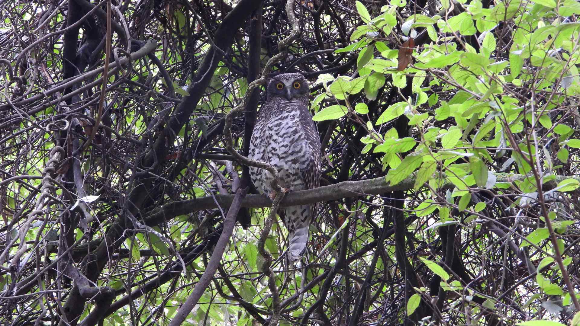 powerful owl