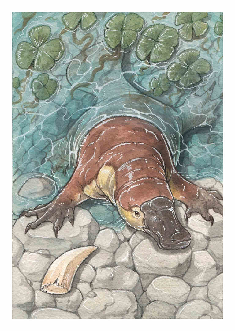illustration-of-platypus-emerging-from-water-onto-rocks-with-tooth-on-the-ground