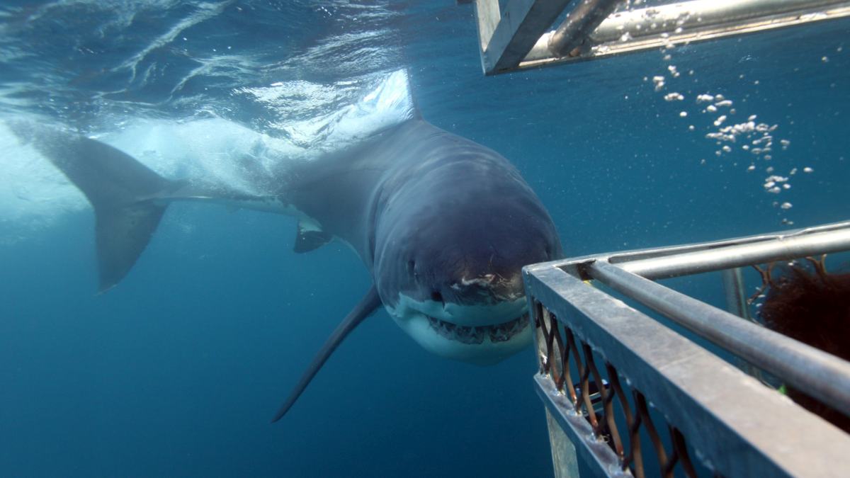 The Great Australian Bight And Great White Shark Cage Divers
