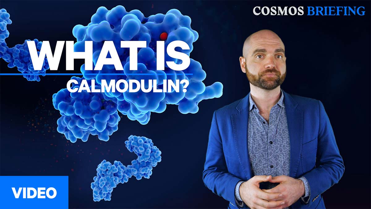 what-is-calmodulin-whatsb22-omar