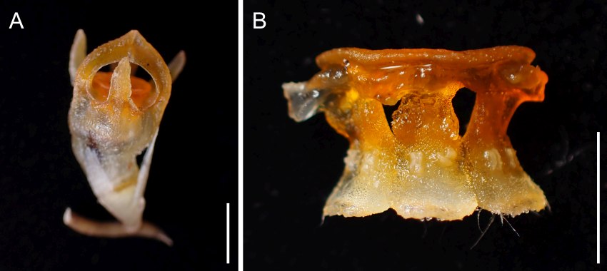 Photographs of Thismia kobensis and its stamens