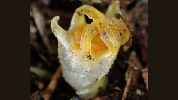 A fungus-like white flower with yellow tips protrudes from the soil