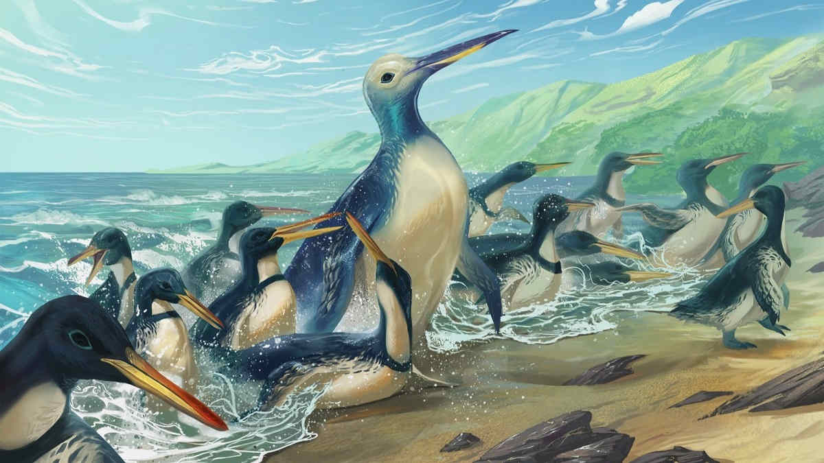 Largest ever penguin lived in NZ 55 million years ago