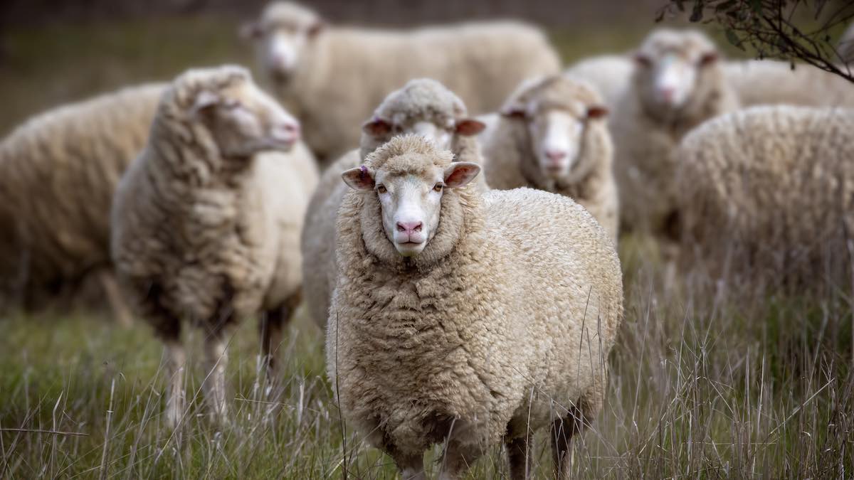 Thinking of expanding sheep flock? Here are some things to think about