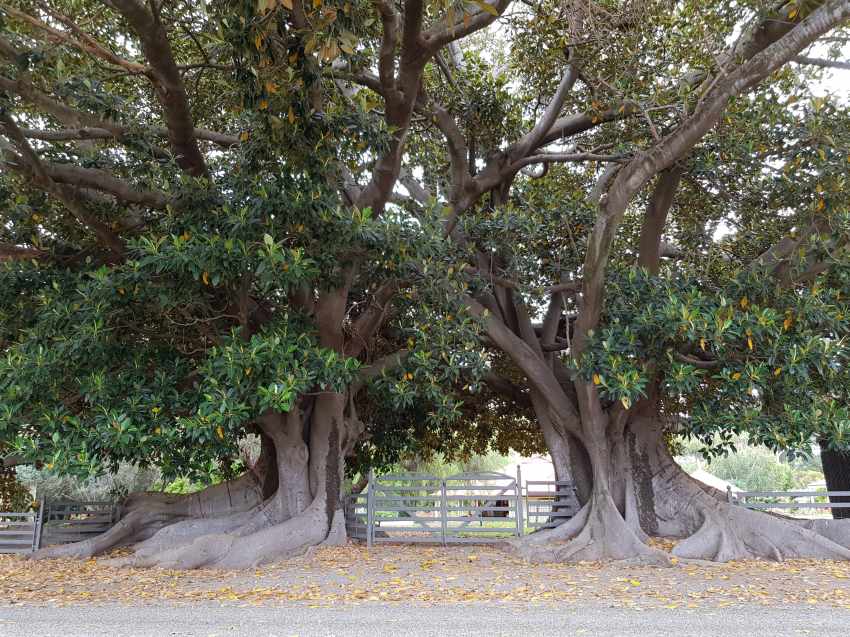 Australia's Moreton fig trees own mortality