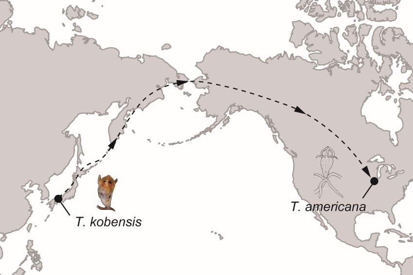 A map showing the expansion of fairy lanterns from East Asia across the Bering land bridge and into North America.