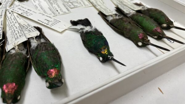 six hummingbird bodies in tray, centre has gold throat and hummingbirds on either side have slightly different pink throats