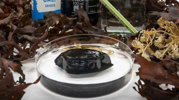 black algar hydrogel in petri dish surrounded by seaweed