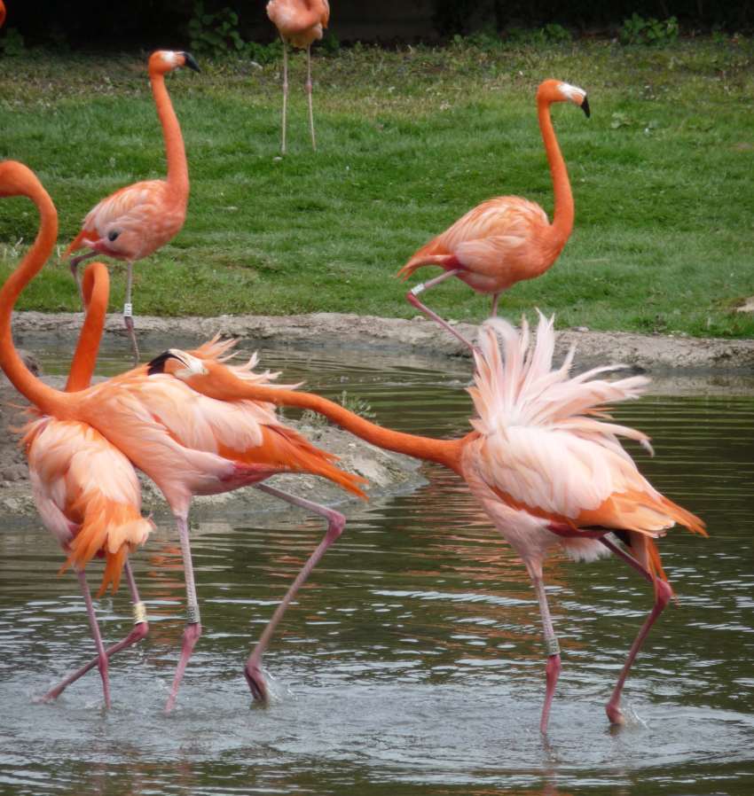 flamingos fighting