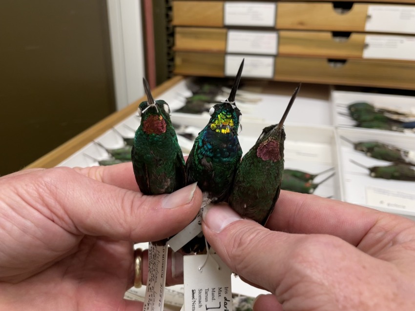 three hummingbirds being held in museum, two have pink throats and one has gold throat