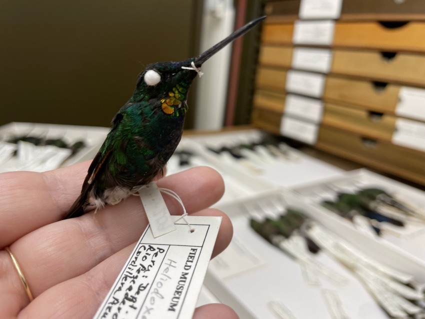 dead gold-throated hummingbird in museum collection