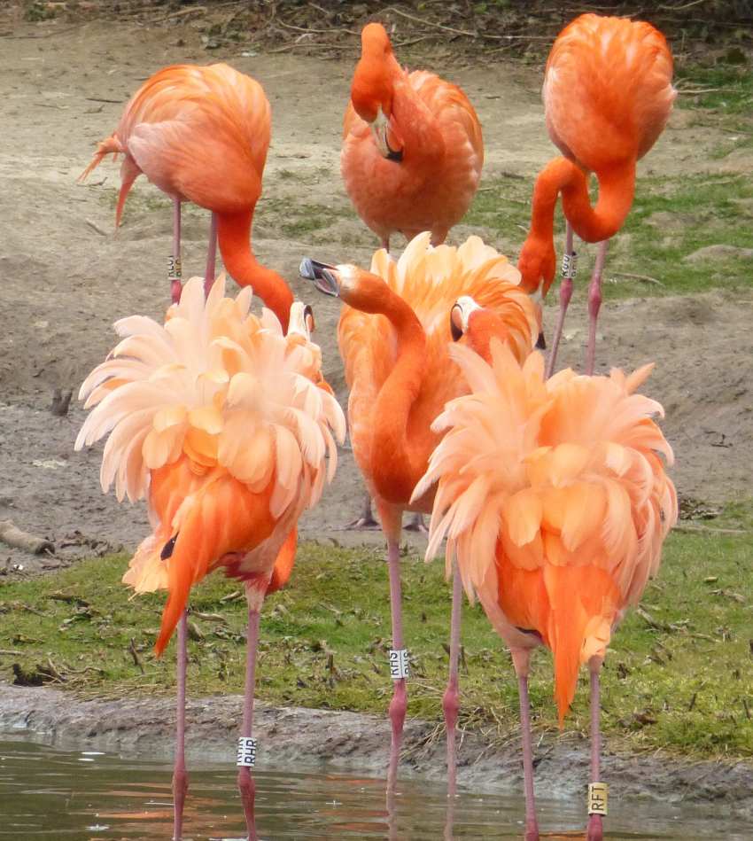 flamingos standing in river