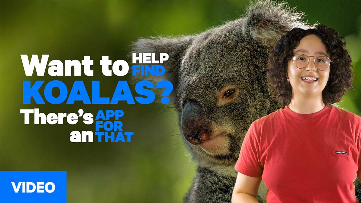 The new app allows people to spot koalas with their phones
