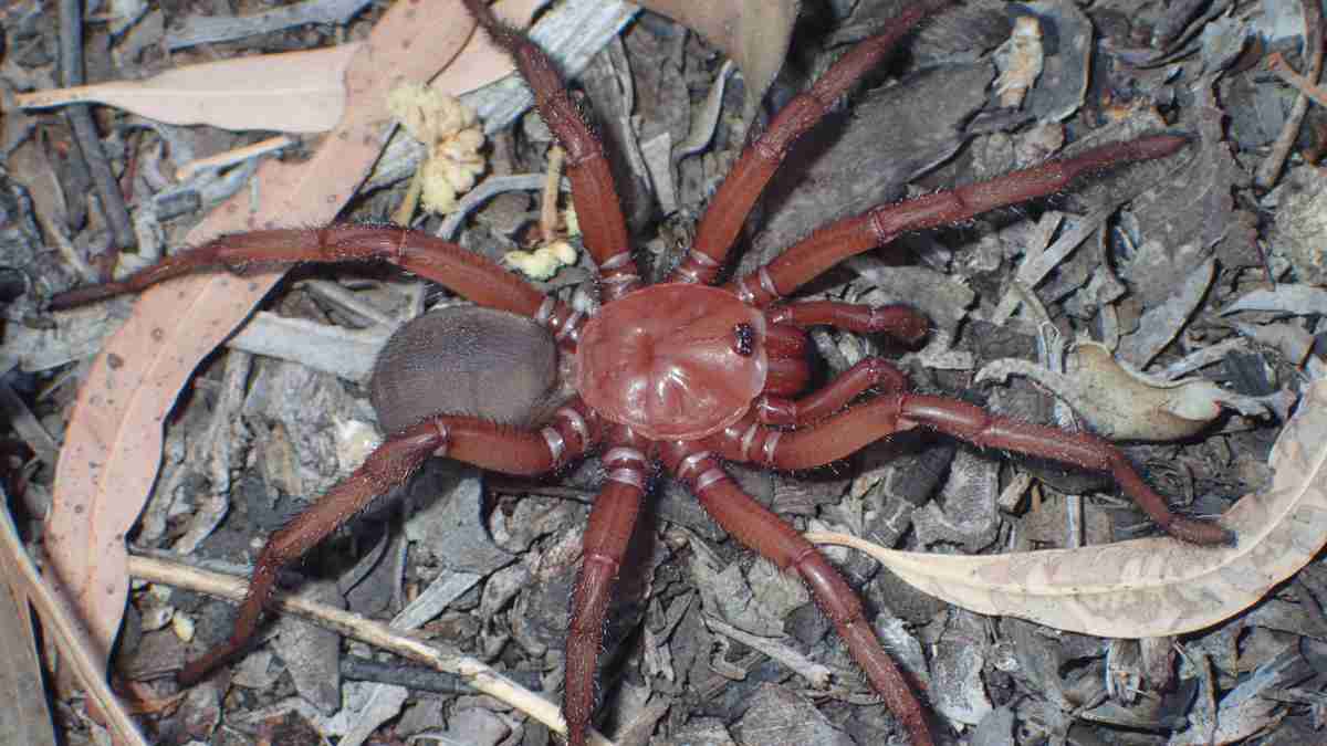 New giant spider species, Neolithic cheese and more!