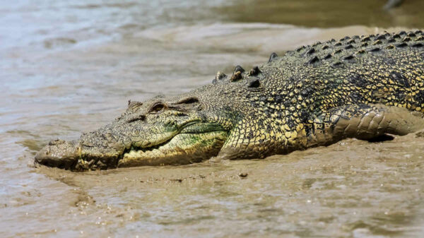 saltwater-crocodile-on-muddy-bank-river