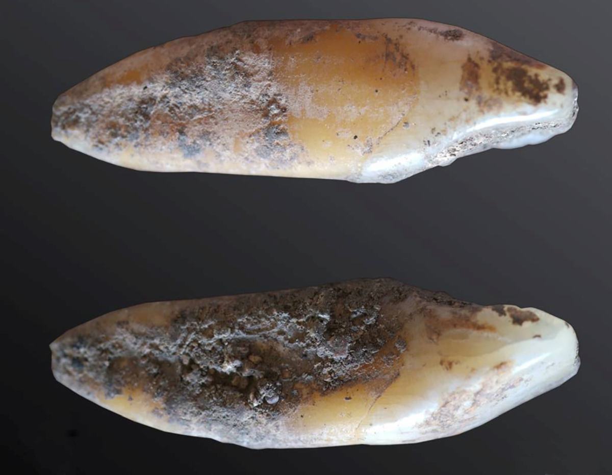 Human-tooth-recovered-from-Cueva-de-Malalmuerzo