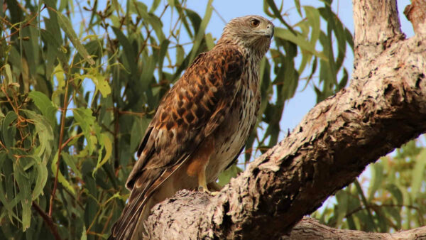 red-goshawk-bird-of-prey-perched-on-tree-eucalypt-leaves