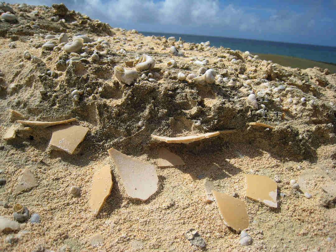 shells-in-sand-on-beach