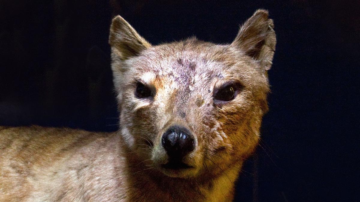 Think the Tasmanian tiger died out in the 1930s? Think again, say scientists