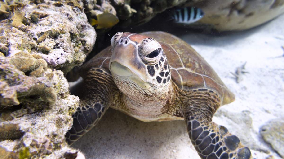 Photo of Los nidos de tortugas están en riesgo debido al aumento del nivel del mar