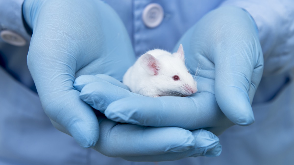 A “more humane” way to kill mice for scientific experiments