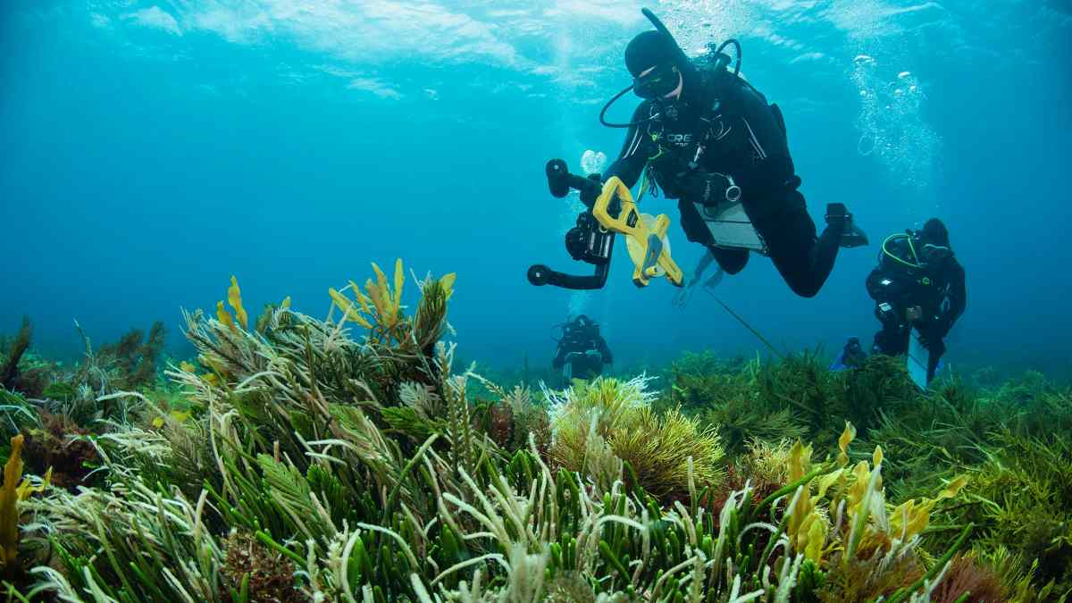 The 8000km Great Southern Reef Is In Peril